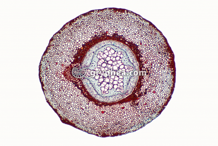Rhizome de fougère (Gleichenia) CT x7 - gryphea.com